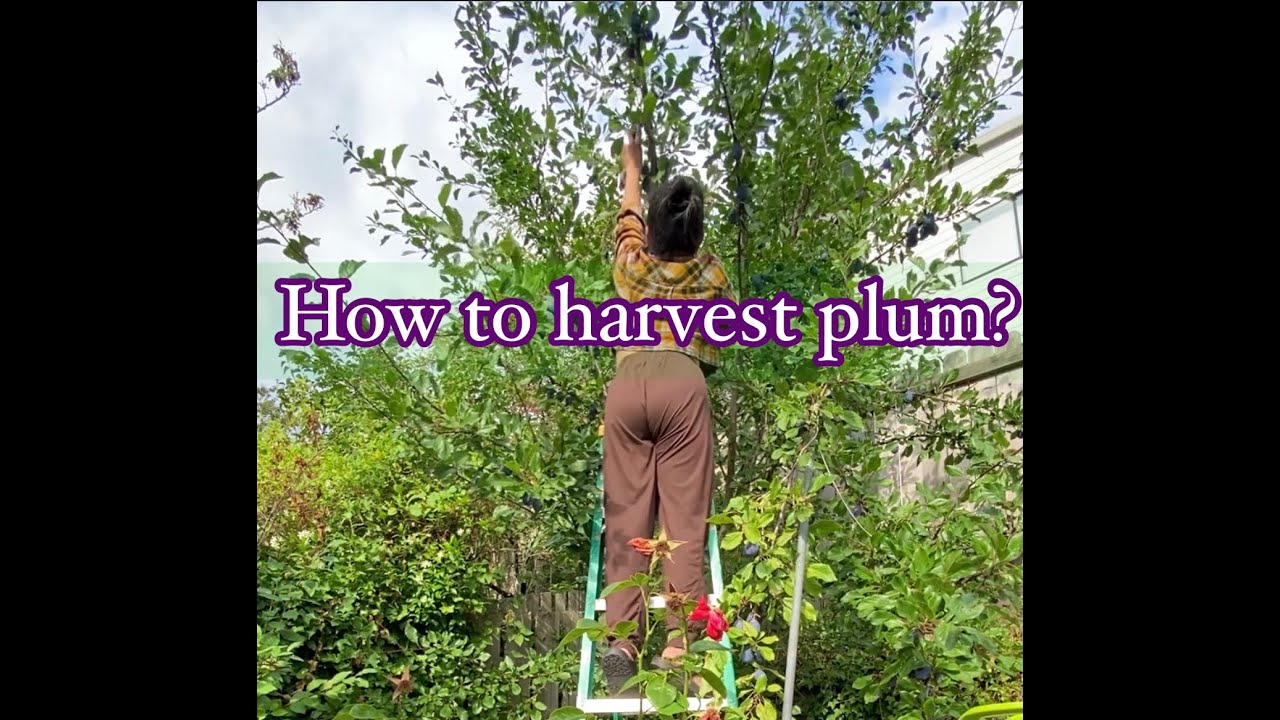 HARVESTING PLUM TREES IN BACKYARD| GROWING FRUIT| HOW TO HARVEST PLUM!