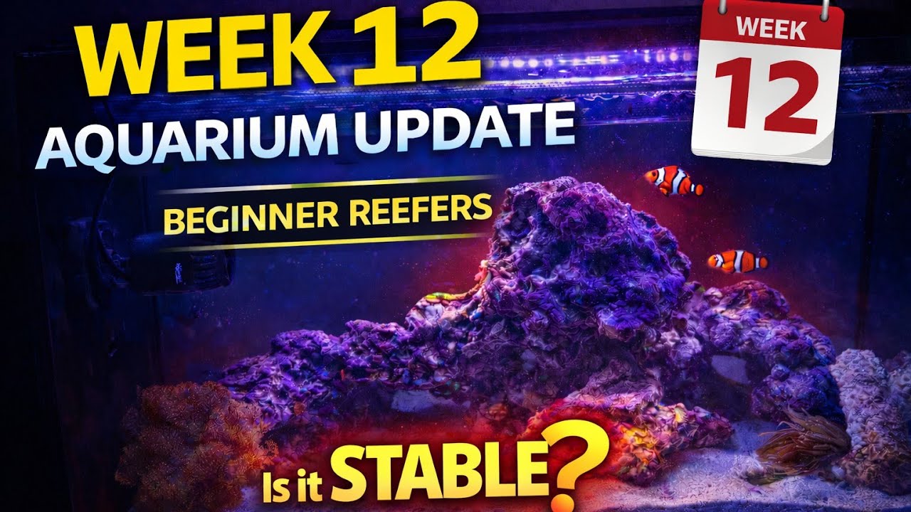 Fluval Sea Saltwater Aquarium Update Week 12 #fishkeepinghobby #saltwateraquarium 