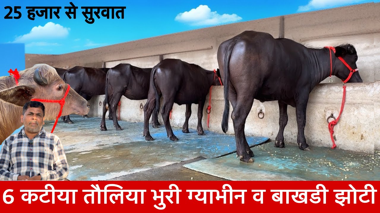 25 हजार से सुरवात 6 कटीया तैलिया भुरी बाखडी नया धमाका Shrma Dairy farm Sishral ✅