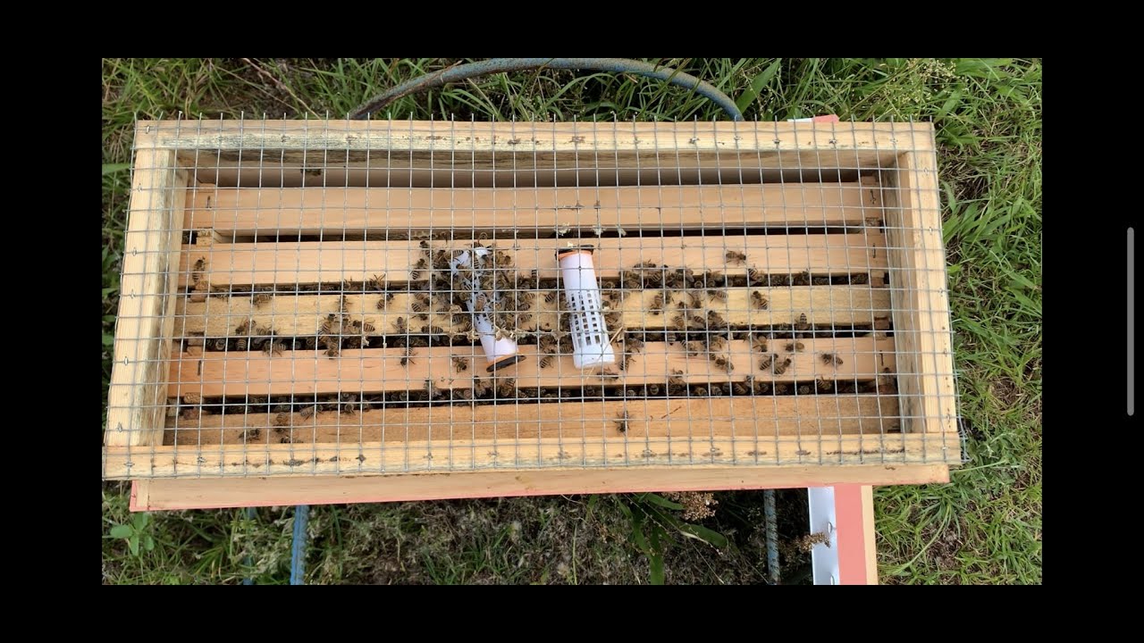 Hatching Queen Bees Part 1