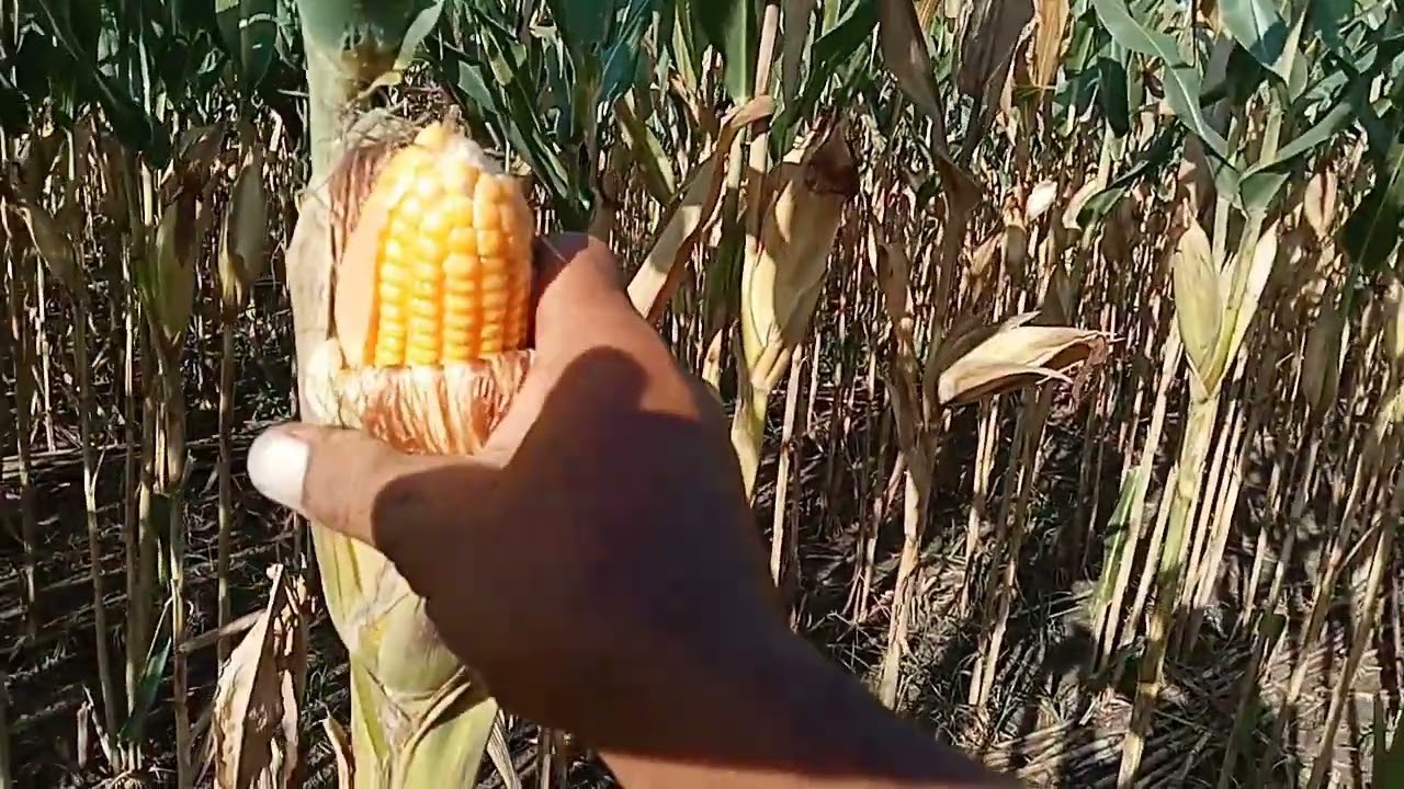 Tanam Jagung Susulan
