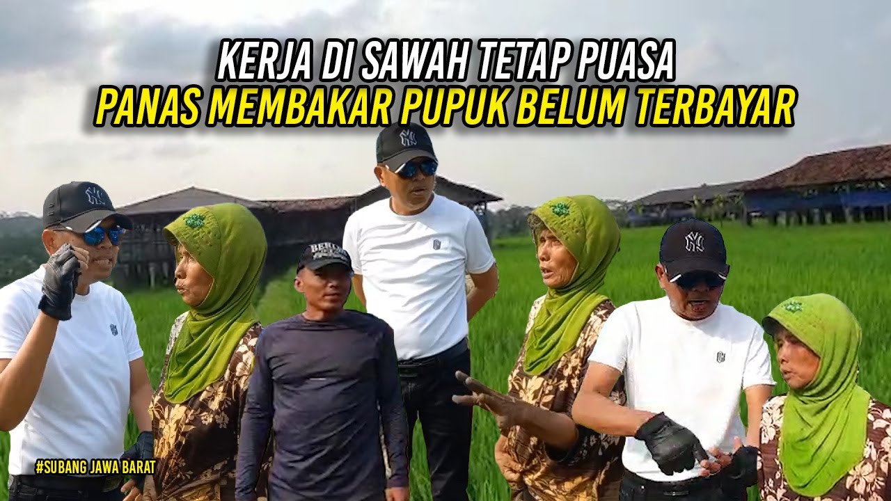 11 JAM KERJA DI SAWAH - TETAP PUASA MESKI PANAS MEMBAKAR - BINGUNG UTANG PUPUK BELUM TERBAYAR