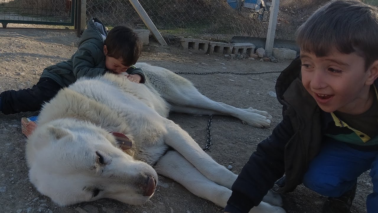 Dev Akbaş Polar ve minik pehlivanlar karşılaşınca