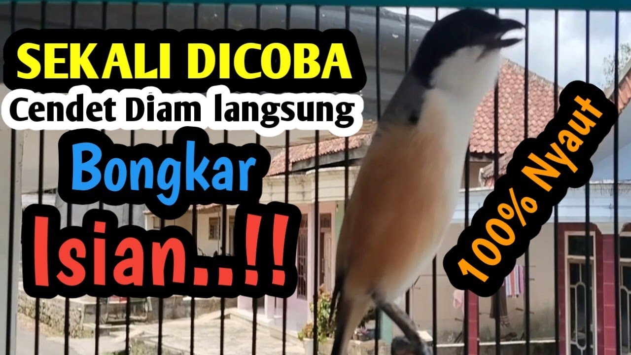 SUARA CENDET GACOR FULL BONGKAR ISIAN MEWAH. Sekali coba cendet Diam langsung Nyaut. 