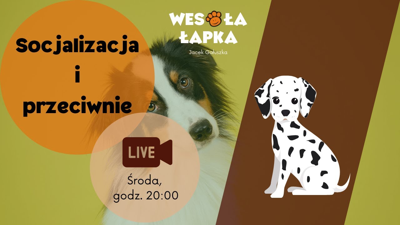 Socjalizacja i desocjalizacja psów