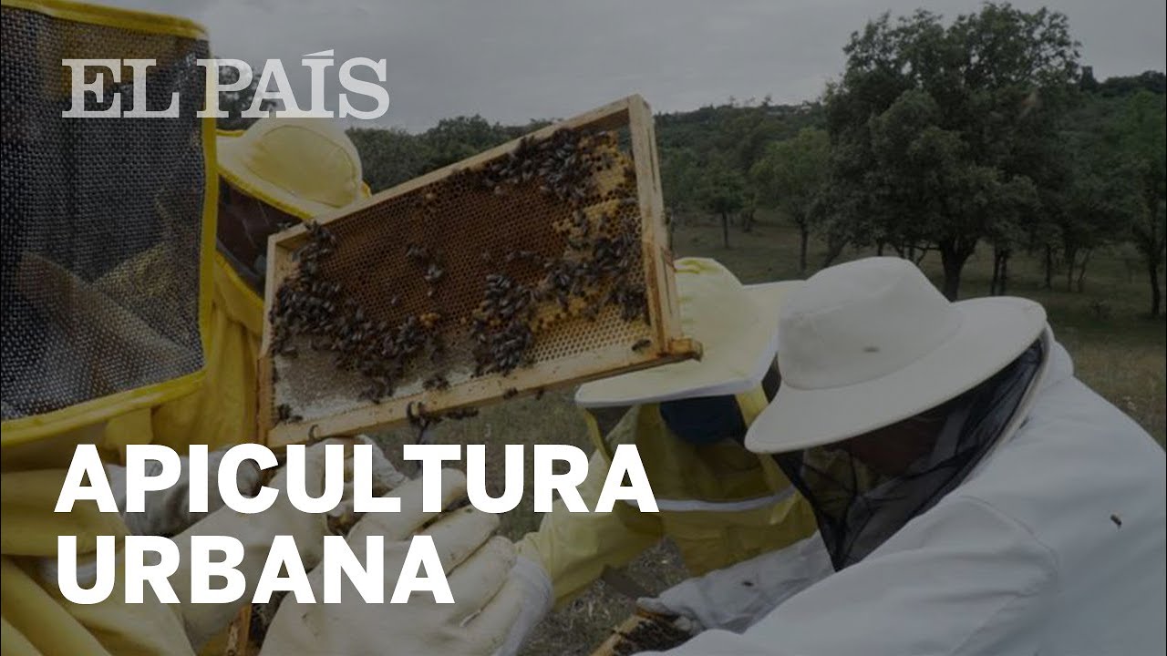 VIDA ECO: Apicultura urbana de la mano de APISCAM