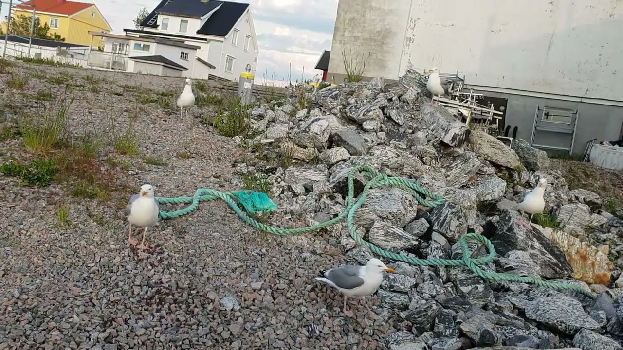 Silbermöwen in Norwegen wollen gefüttert werden