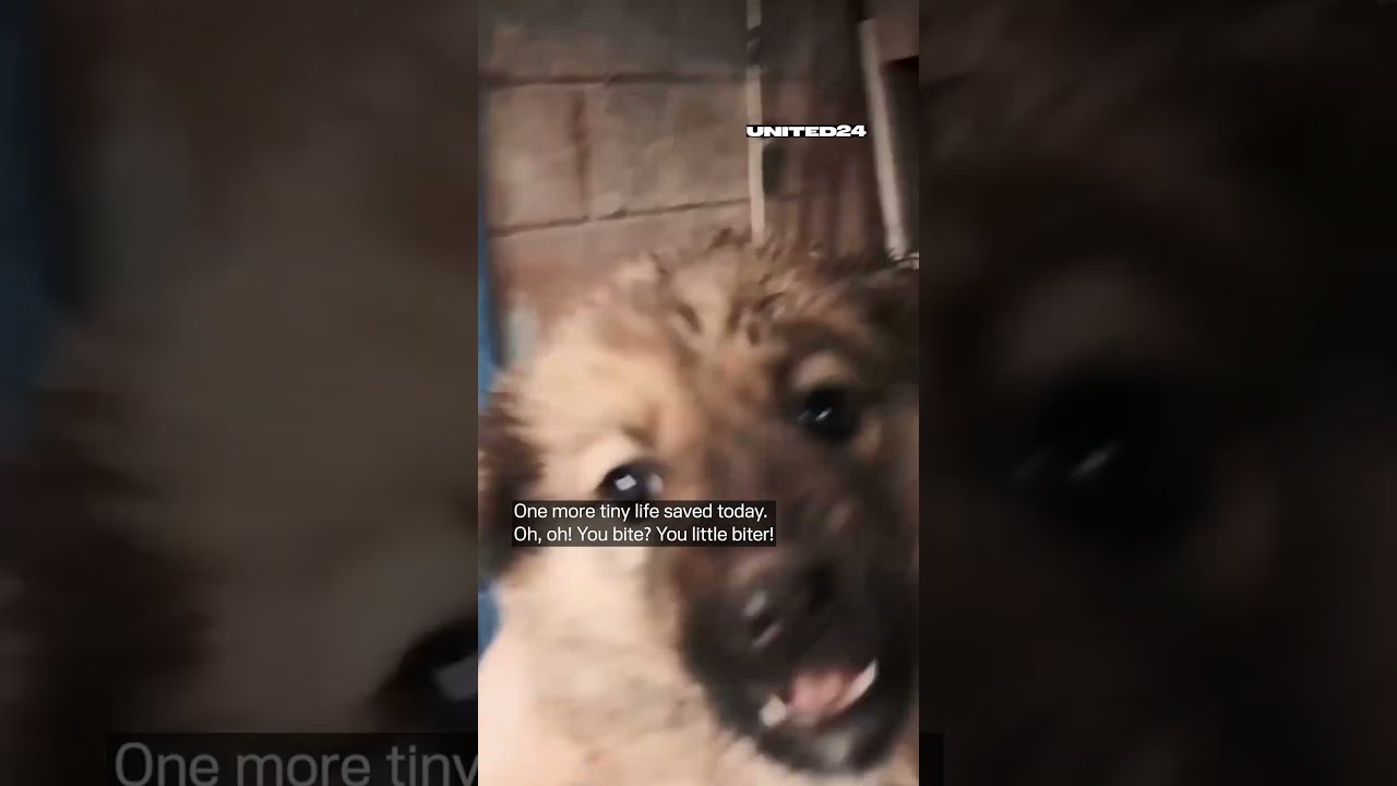 BodyCam 2026. Ukrainian Soldiers Rescued a Puppy on the Frontline #warinukraine