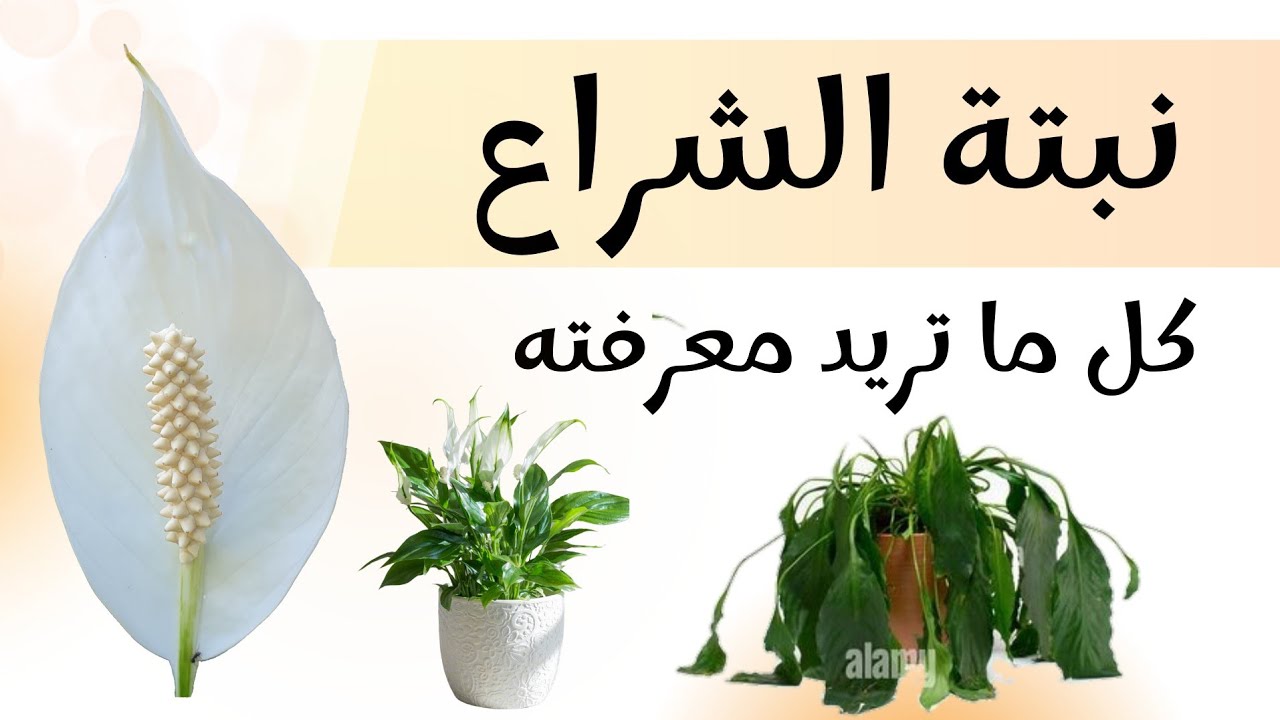 نبتة زنبقة السلام أو الاشرعة البيضاء كيف اعتني بها و اجعلها مزهرة و نتجنب ذبولها Spathiphyllum