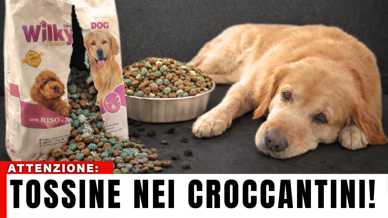 4 Marche di CIBO PER CANI che Devi EVITARE (Trovate TOSSINE!)
