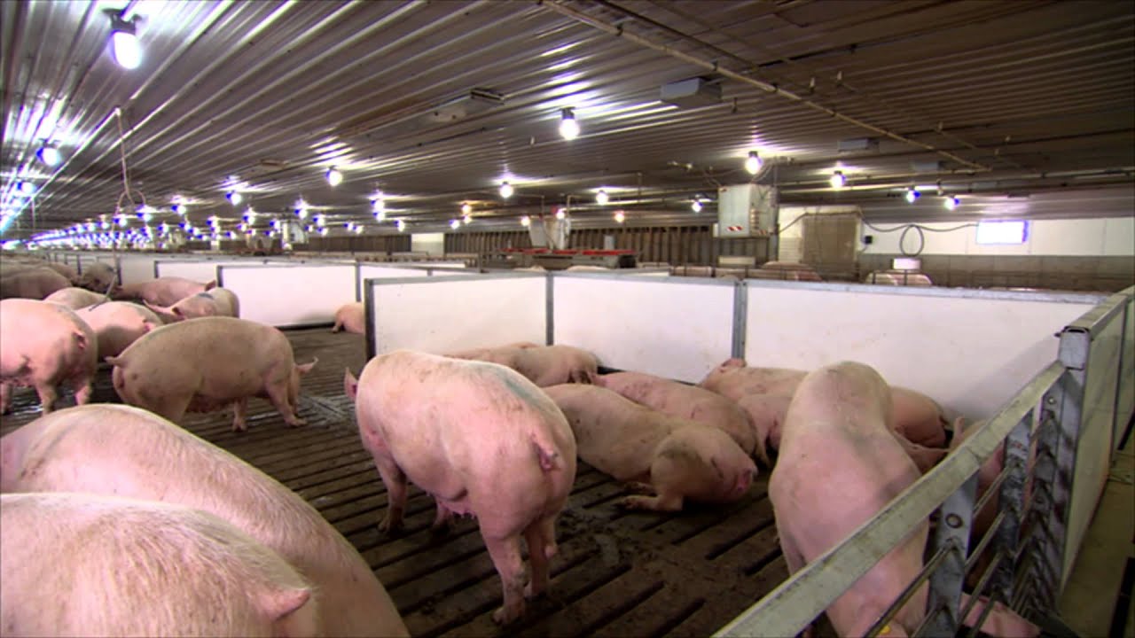 Clemens Food Group Video