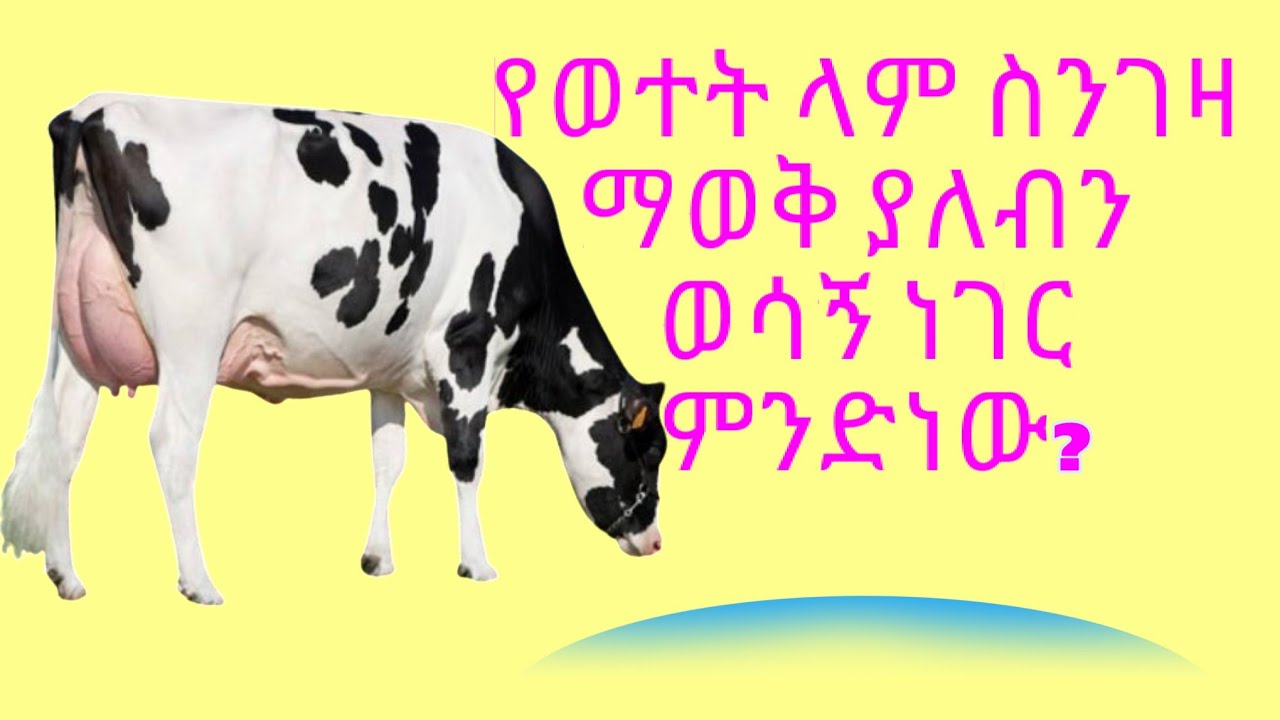 ምን ያዋጣል? | የወተት ላም ስንገዛ ማየት ያሉብን ነገሮች ምን ምንድናቸው?