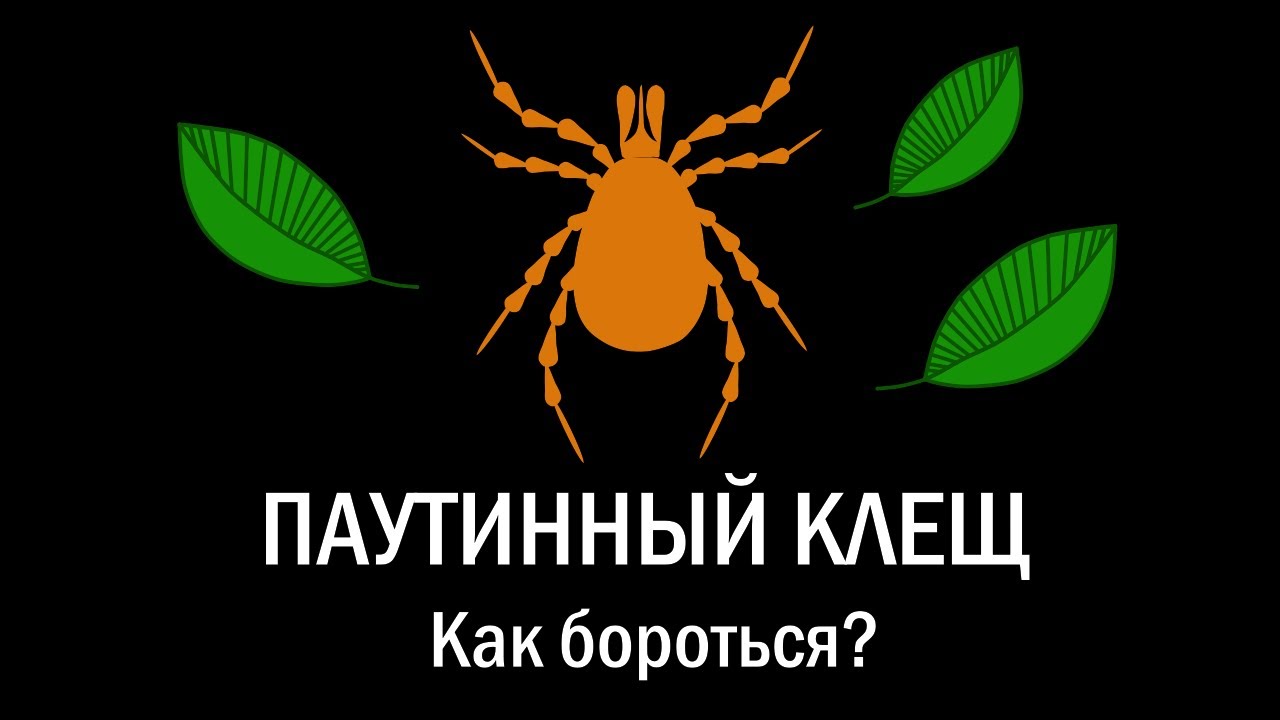 Паутинный клещ. Как бороться?