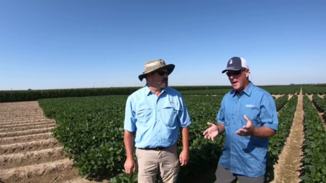 Soybean Irrigation