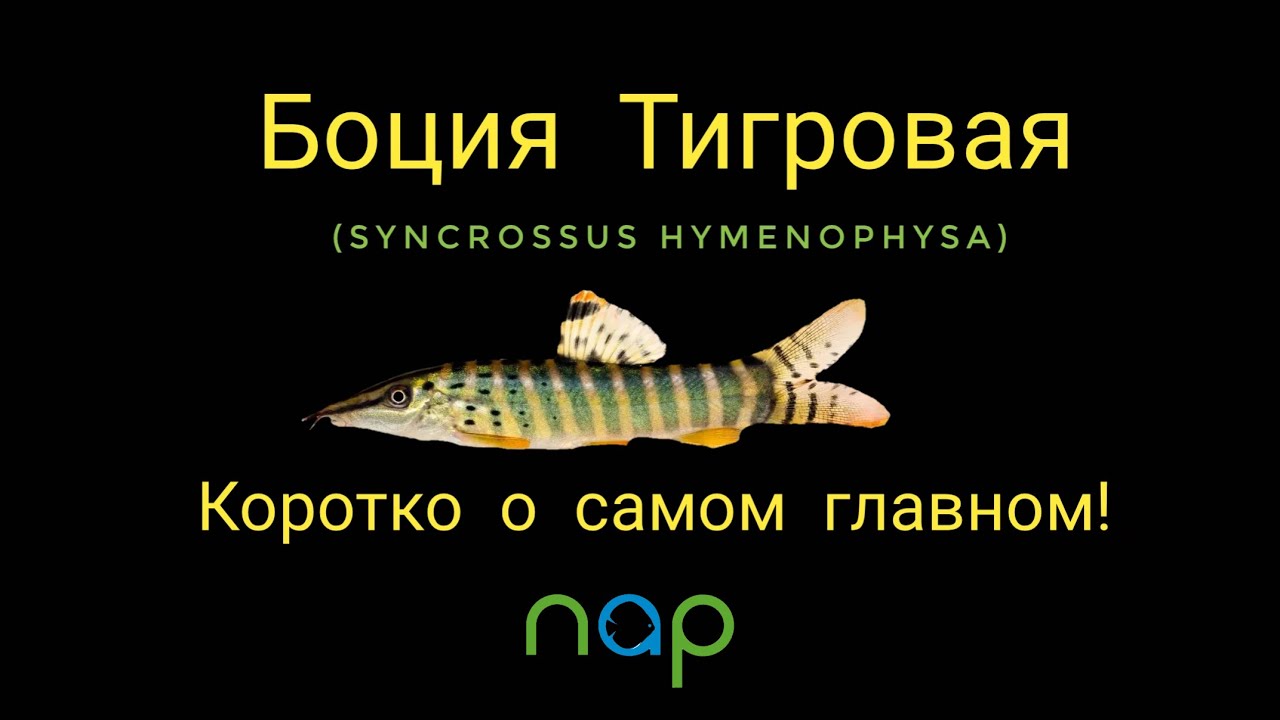Боция тигровая (Syncrossus hymenophysa).