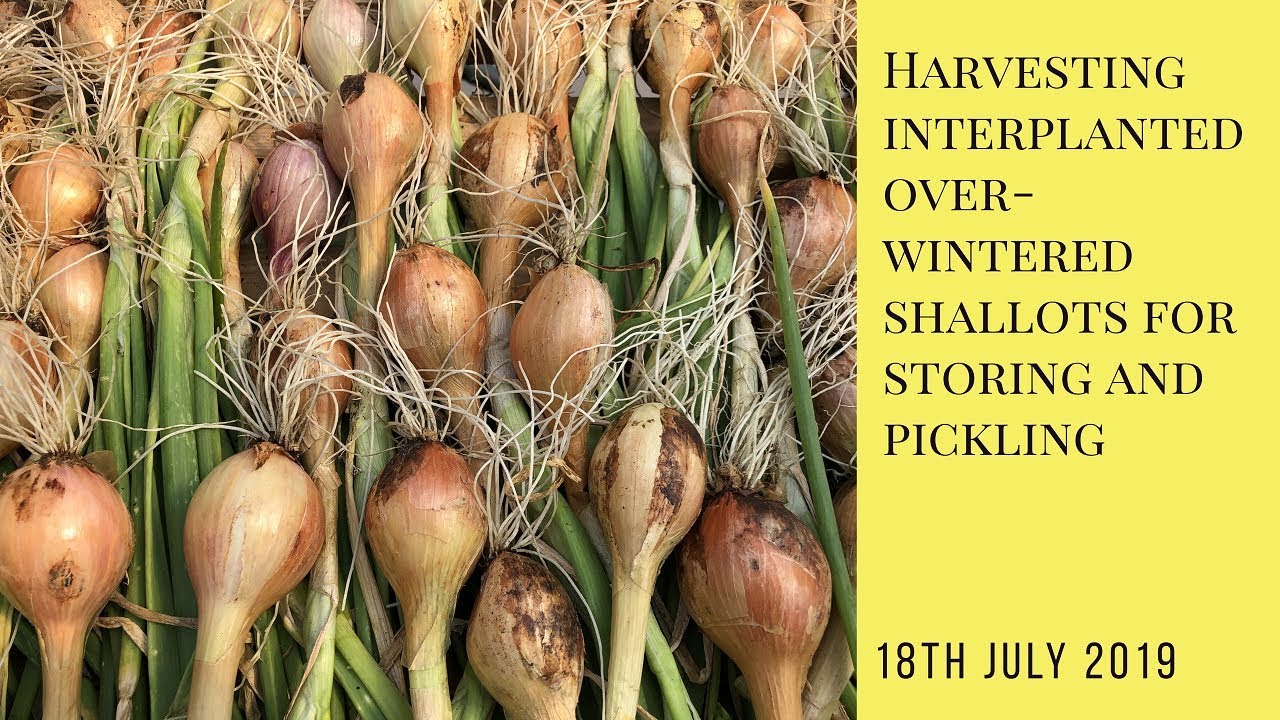‭Harvesting interplanted (over-wintered) shallots for storing and pickling‬