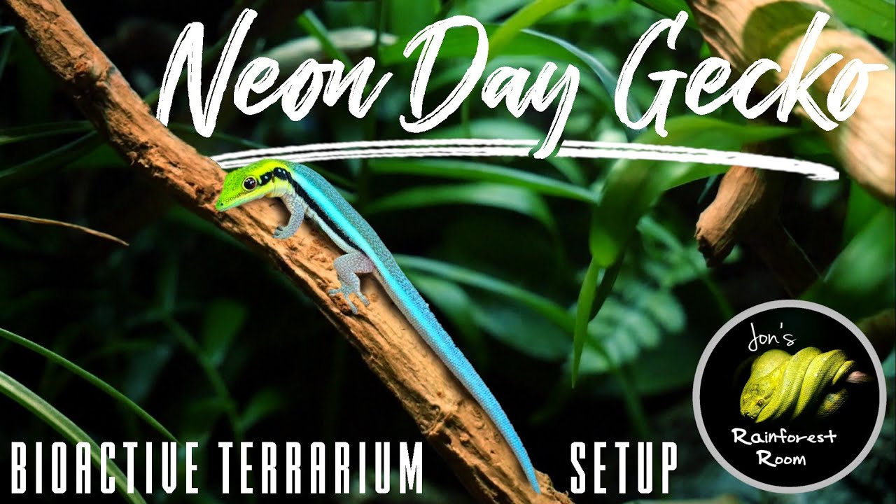 Setting Up A Neon Day Gecko Bioactive Terrarium (Phelsuma Klemmeri)