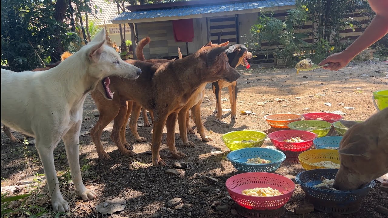 My good dogs 