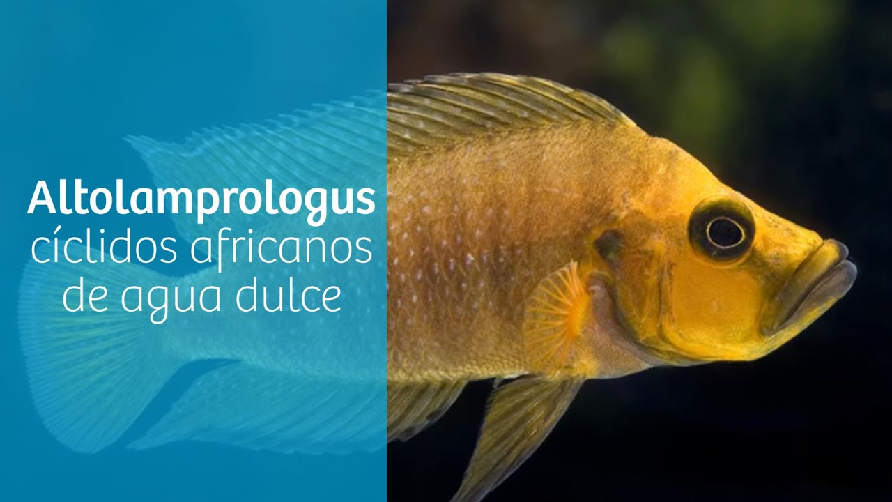 Altolamprologus · Cíclidos africanos de agua dulce