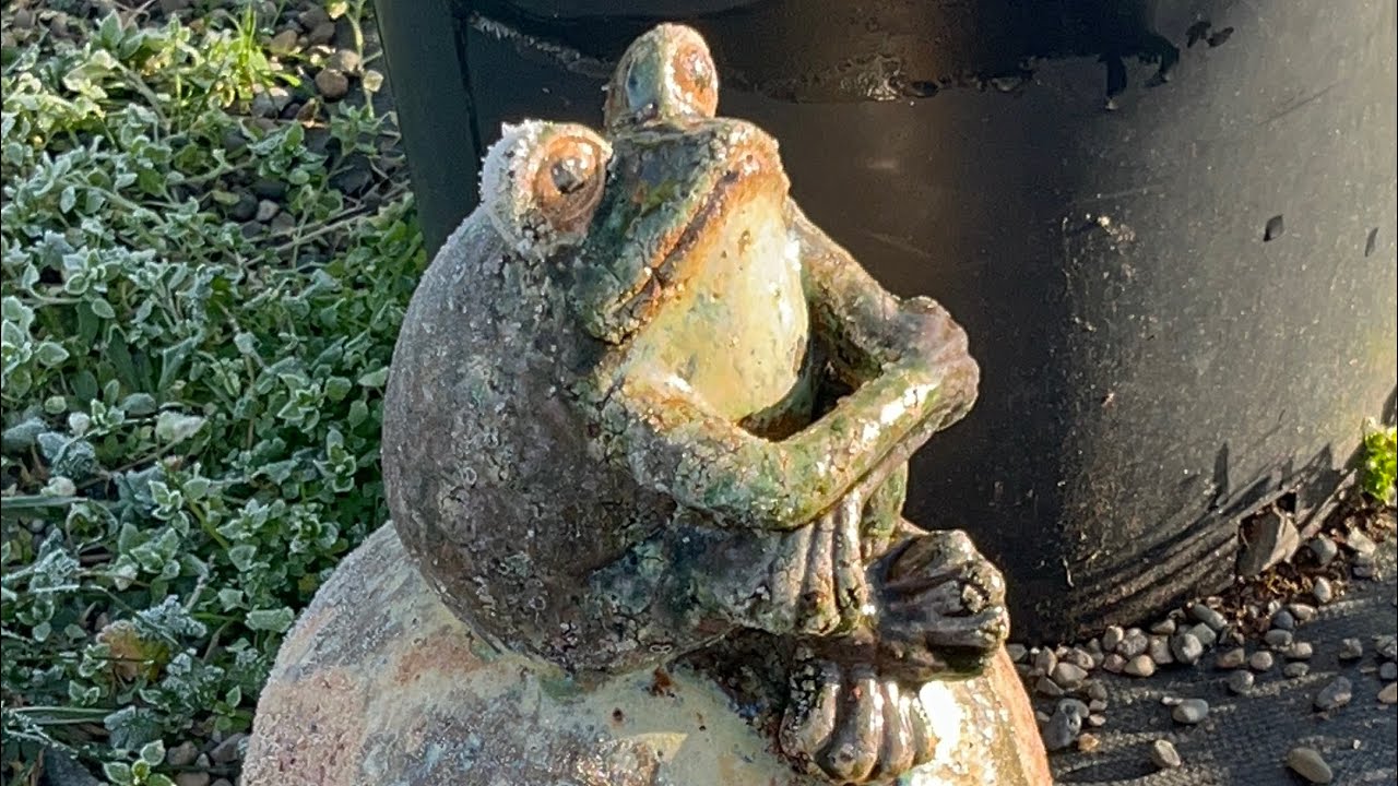A Frozen Garden Tour! #gardening #animals #frost #dormant #tree #berries #plants 
