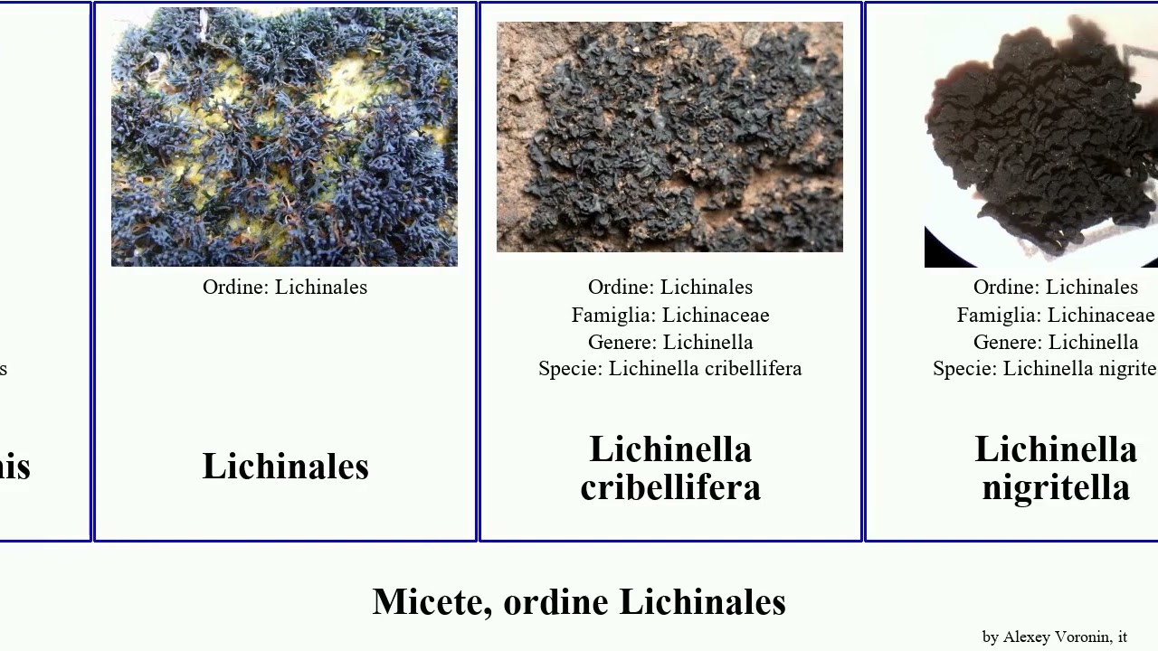 Micete, ordine Lichinales fungus Lichinella Loom confinis nigritella cribellifera Peccania Mini