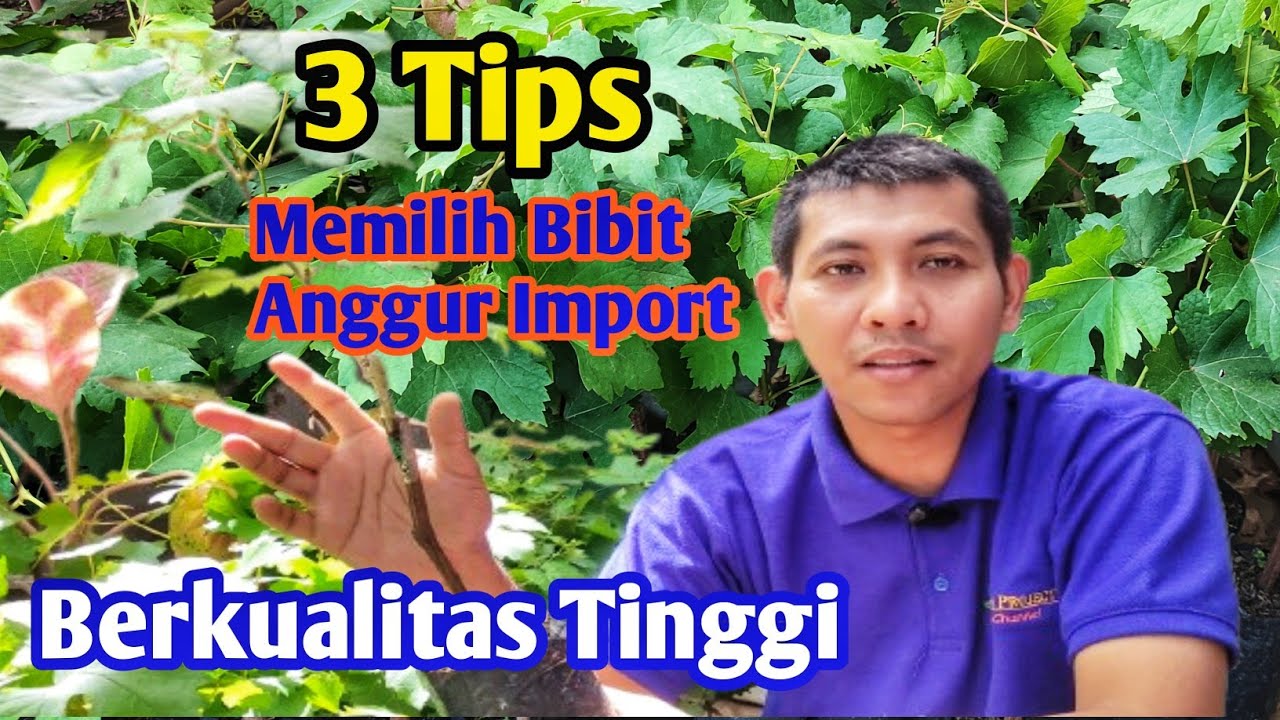 3 TIPS Cara Memilih Bibit Anggur Import yang Berkualitas Bagus dan Cepat Berbuah