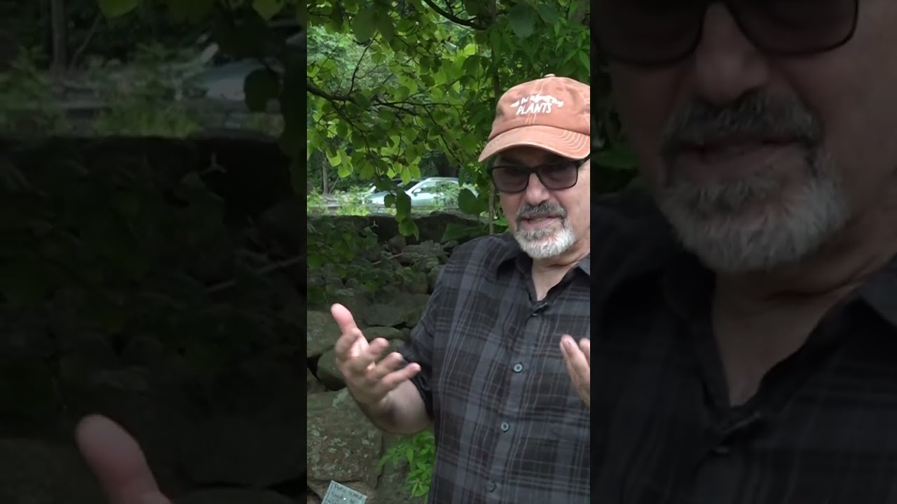 David Winston: Witch Hazel