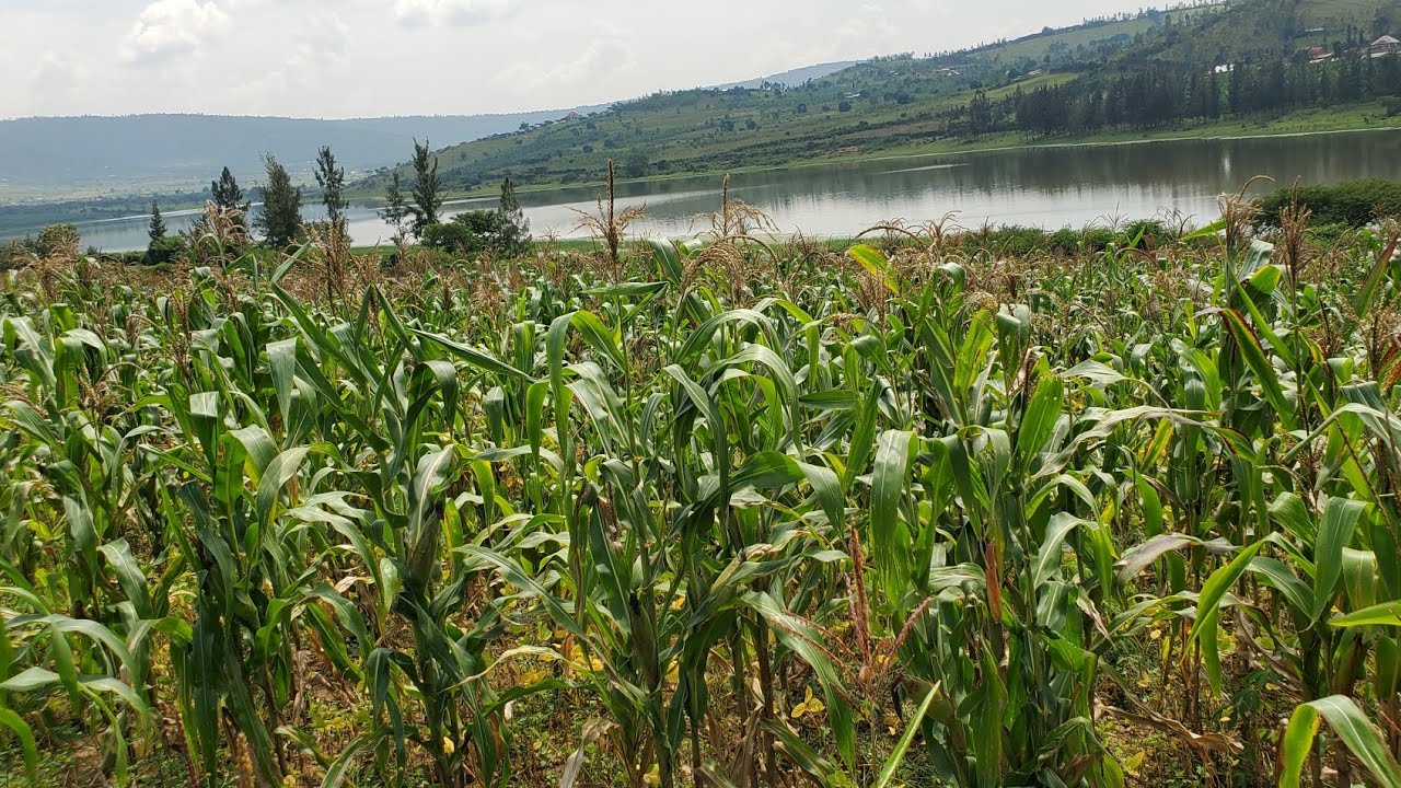 #KAYONZA  IMALI NZIZA kumazi neza #Hectares 7.5ha   KURI #MILLIONS 75 km 25 uvuye rond point kayonza