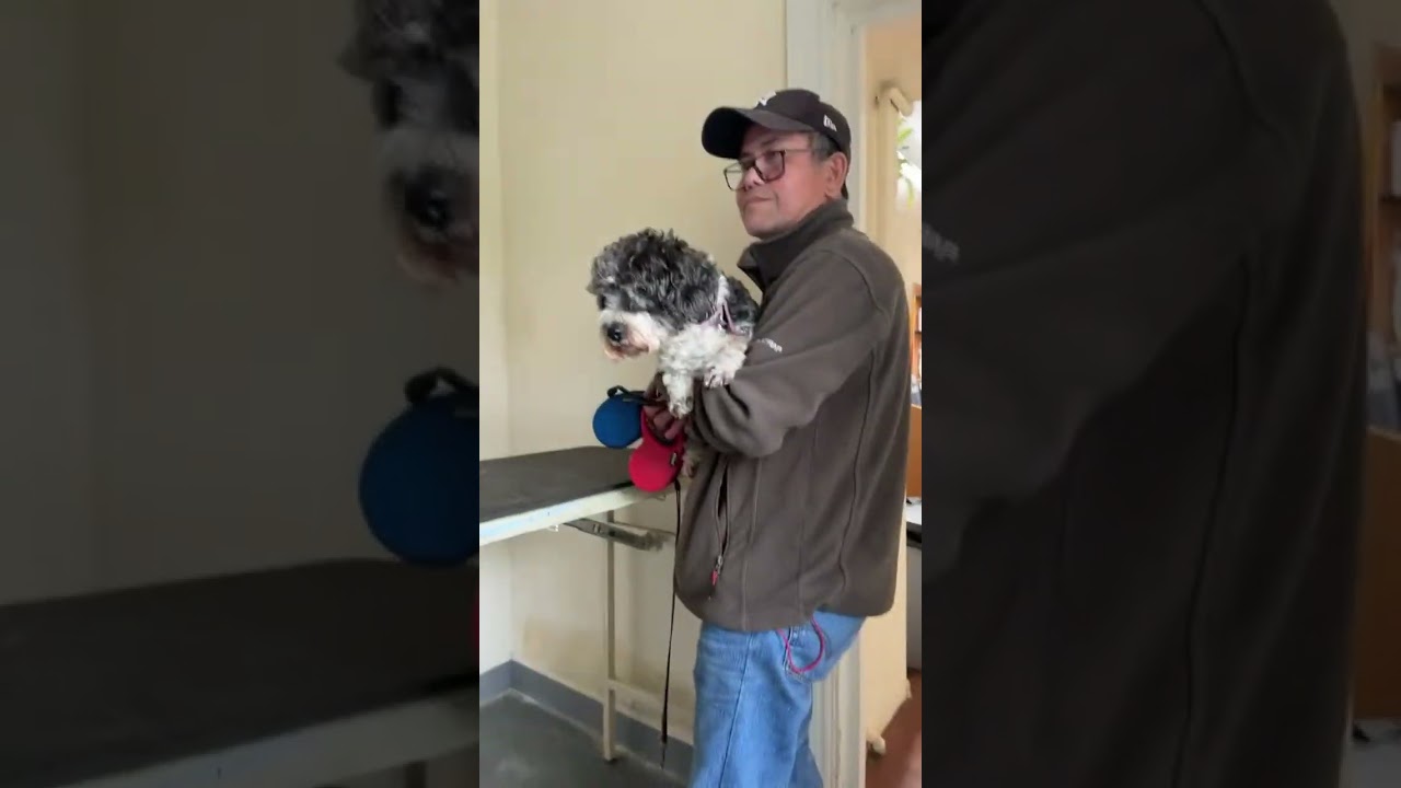DOG VACCINATION DAY #highlights #vlog  #furbabies  #vaccination