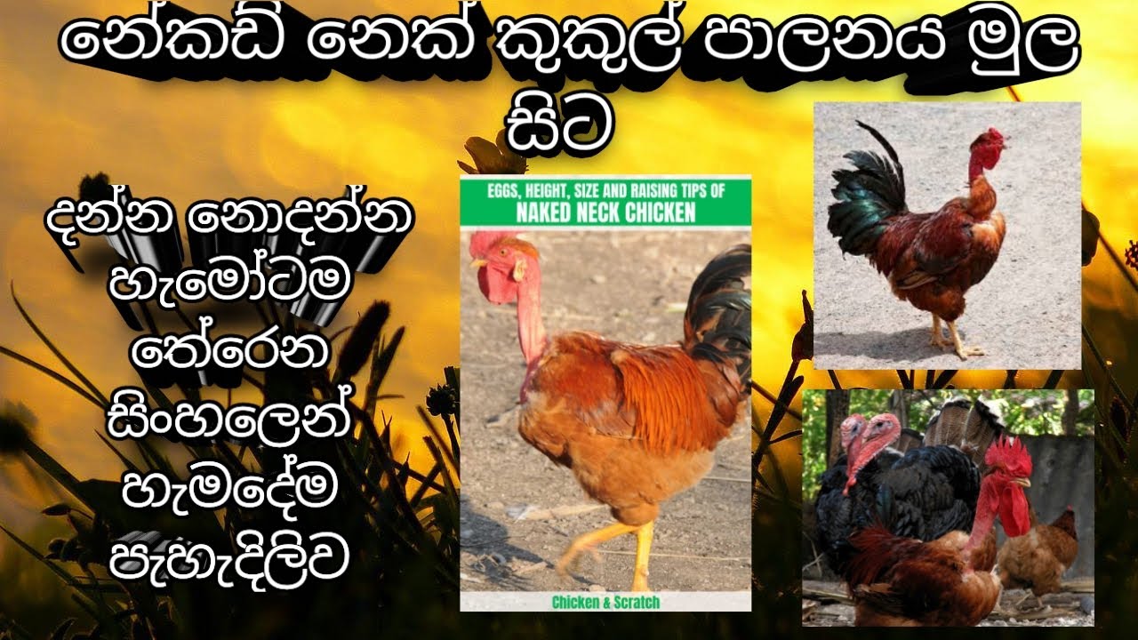 How to necked neck chicken control sinhala|necked neck|necked neck control|Family ෆාම් ශ්‍රී ලංකා