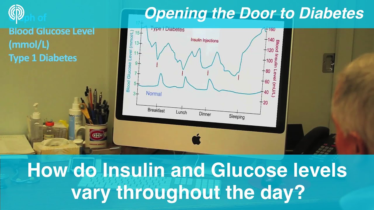 How do Insulin and Glucose levels vary throughout the day?