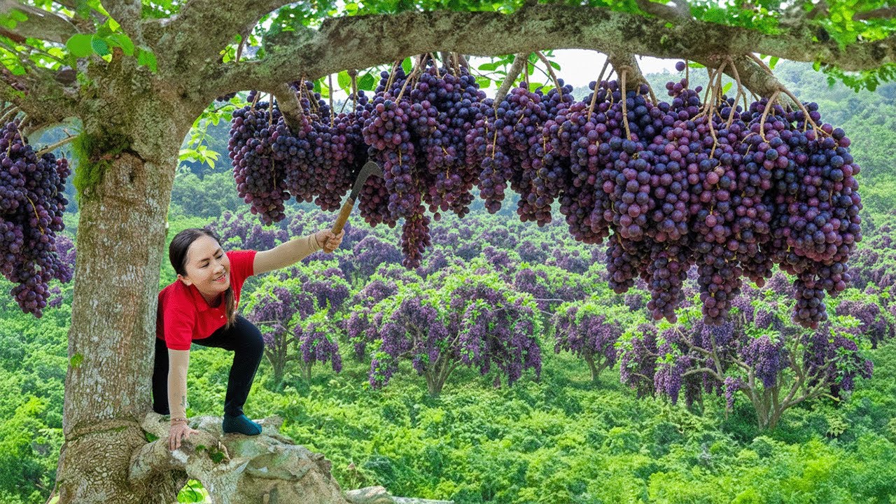 Emma Harvested Grape: Traditional Way to Pick & Handle Delicate Fruits