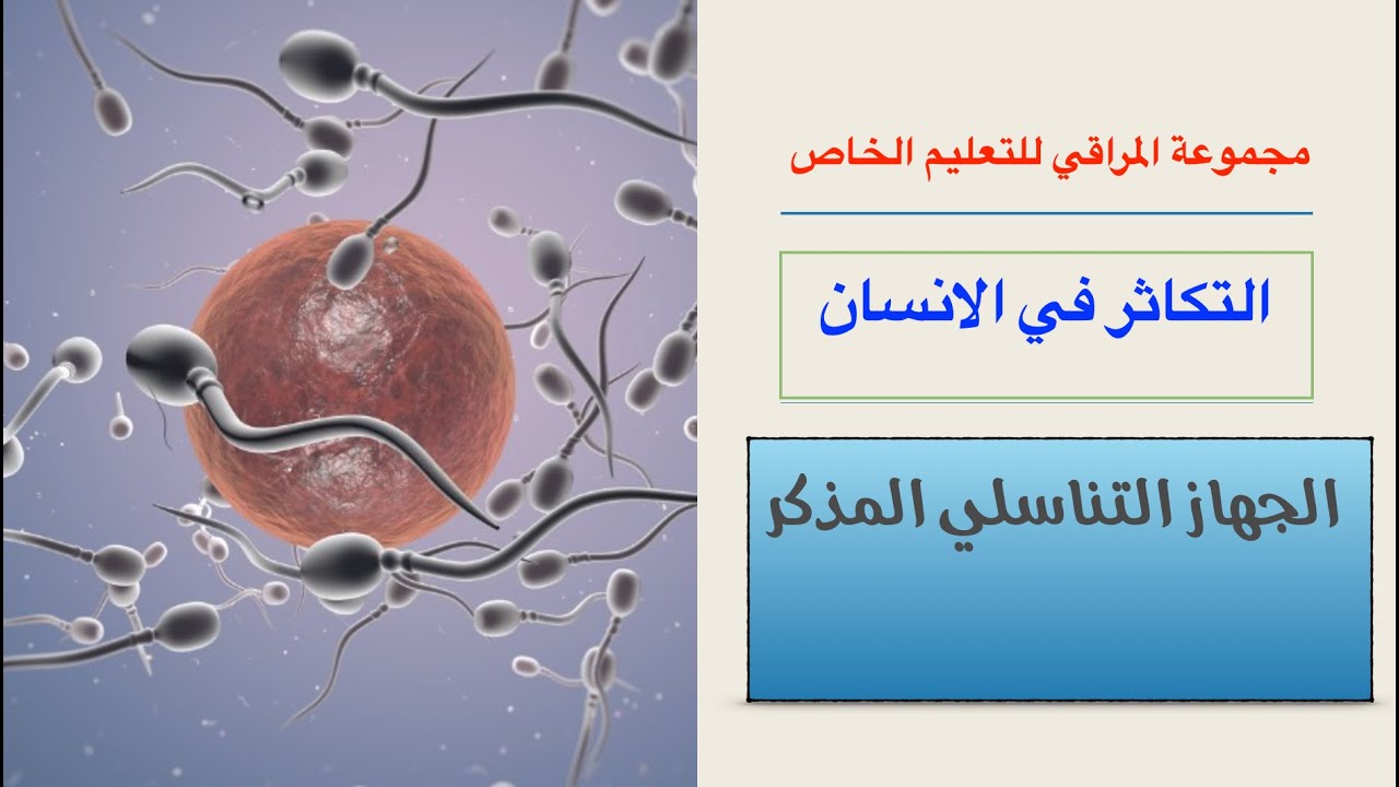الجهاز التناسلي في ذكر الانسان ج1 |  الأحياء  | حصص الشهادة السودانية