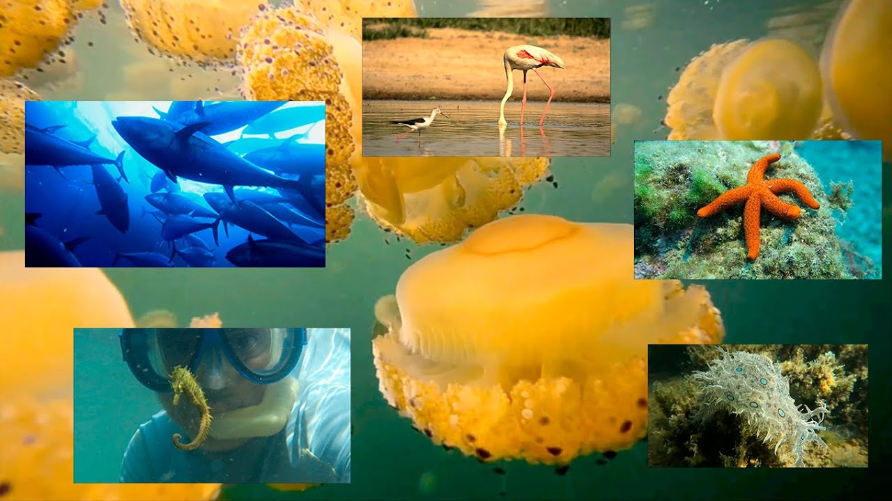 Video EL AGUA FUENTE DE VIDA