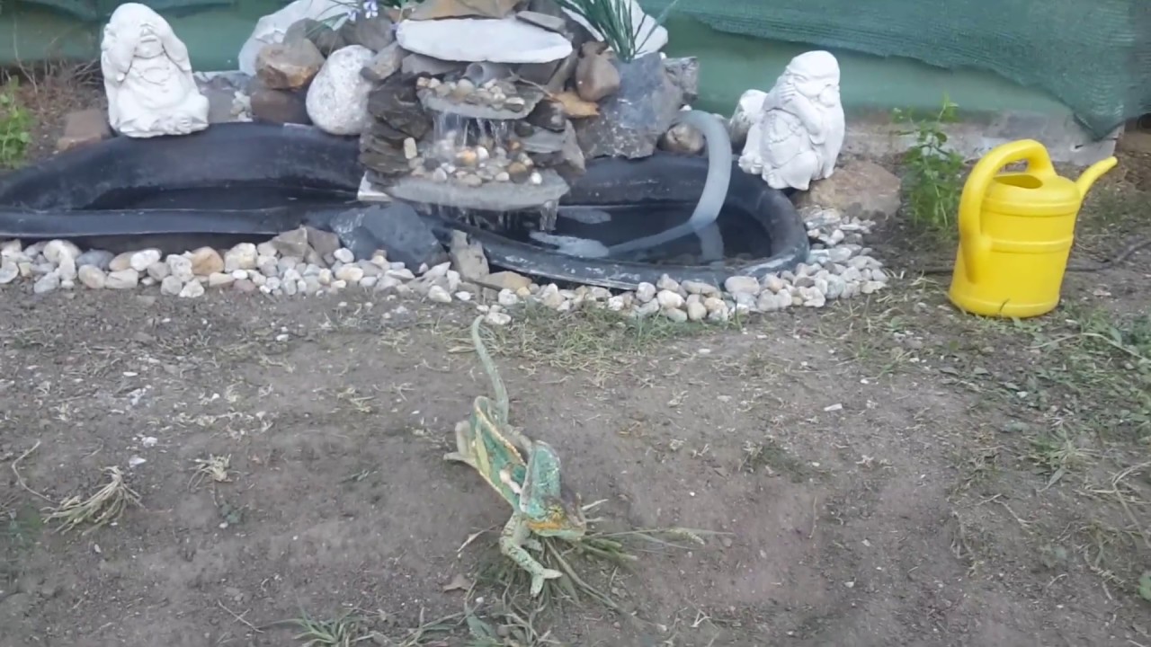 Chameleon And  waterfall