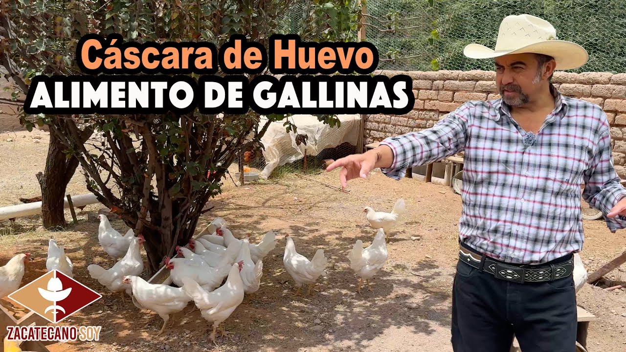 LA FÓRMULA DE UN GRAN ALIMENTO para las mejores gallinas