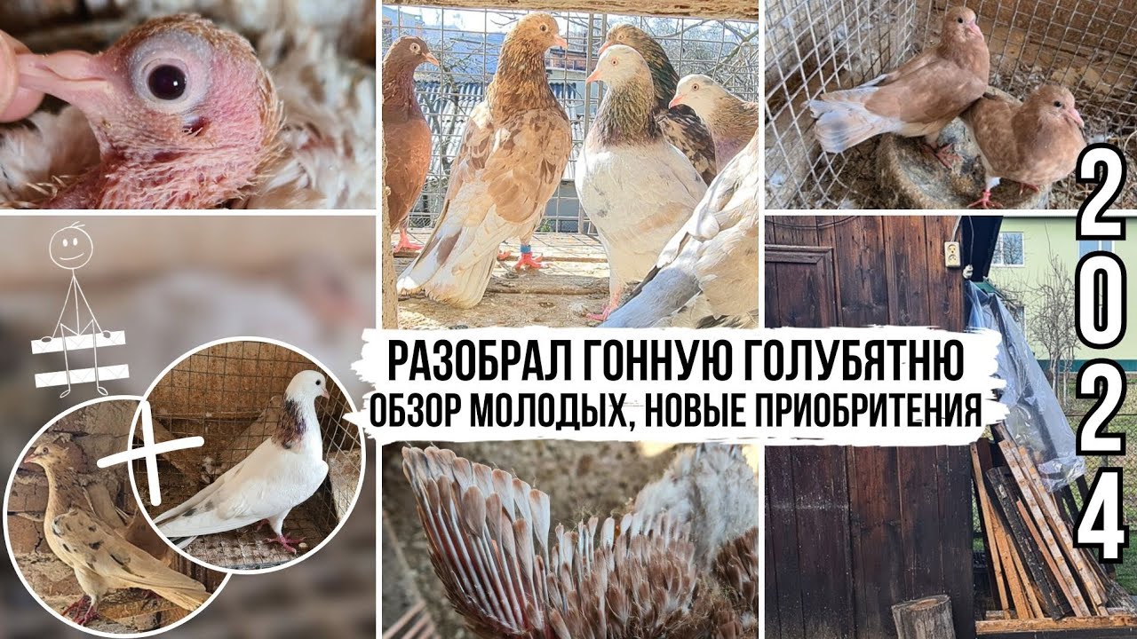 Обзор молодых мраморных голубей | Разобрал гонную голубятню | Результат мраморношей + мраморная
