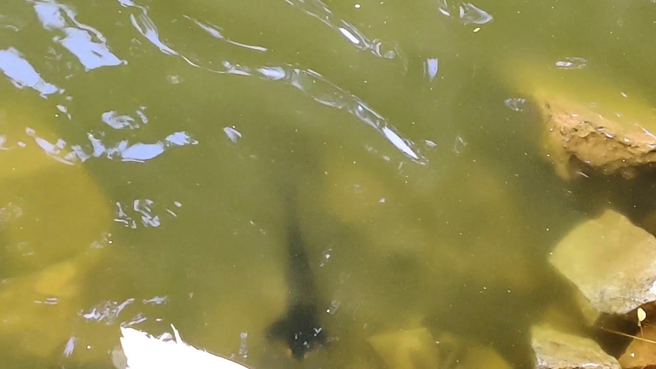 Giant Snakehead Fish - Attacking a Bird