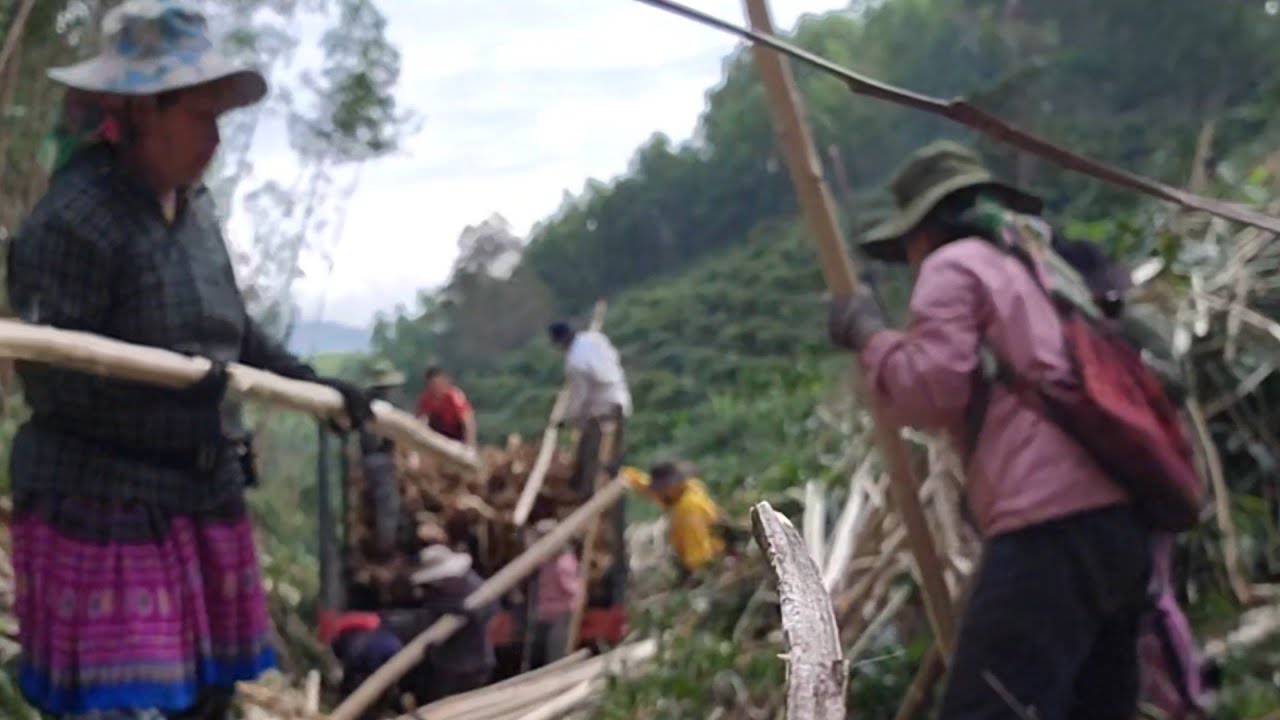 The village woman rented an acacia tree.
