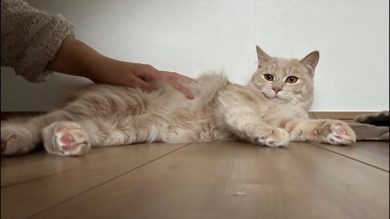 初めてのYouTubeライブ！保護猫と一緒