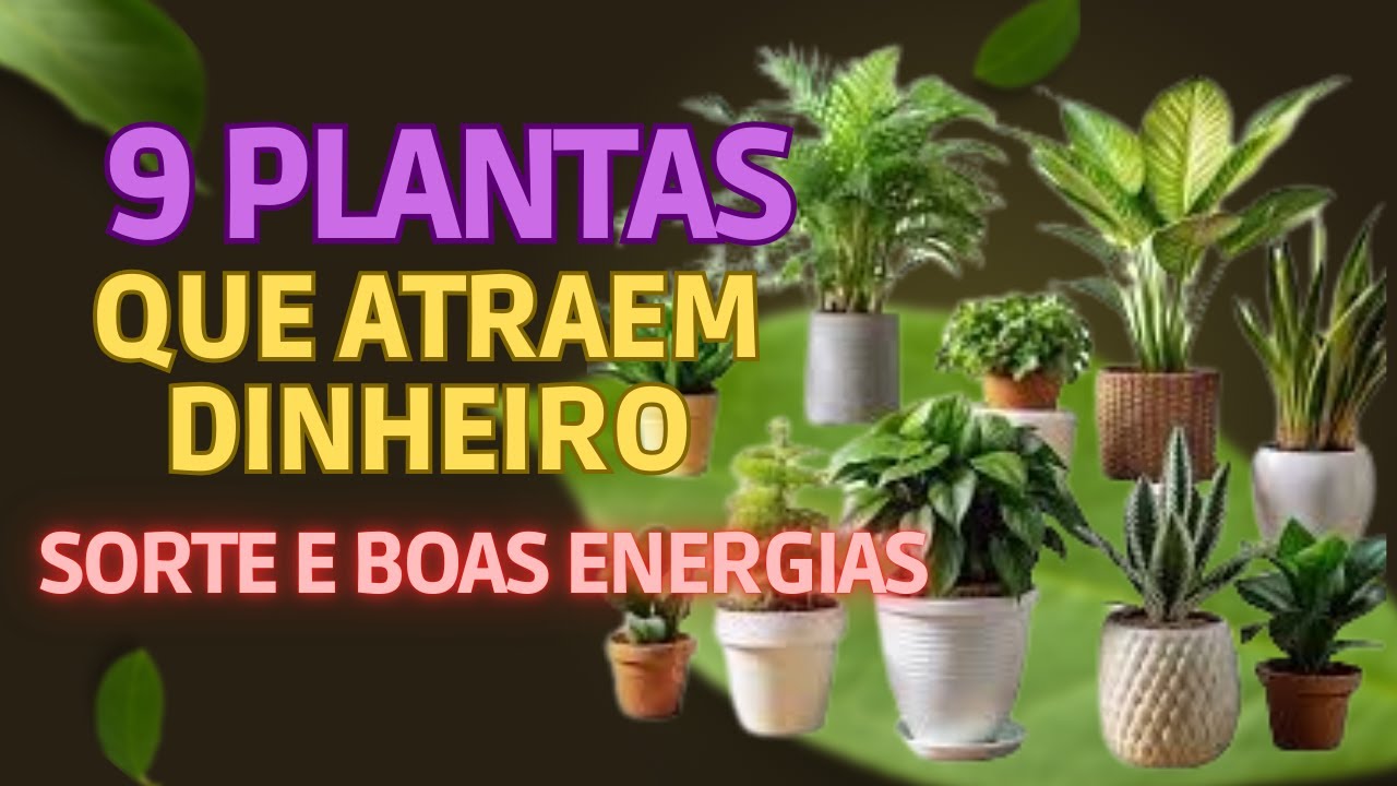 9 PLANTAS QUE ATRAEM DINHEIRO, SORTE E BOAS ENERGIAS
