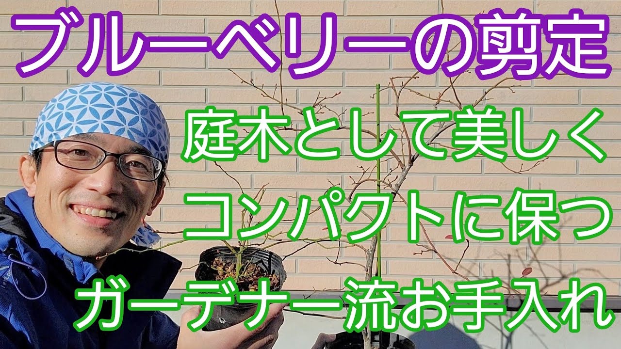 【ブルーベリーの冬剪定】庭木としてコンパクトに美しく楽しむ手入れ方法🍂🟣