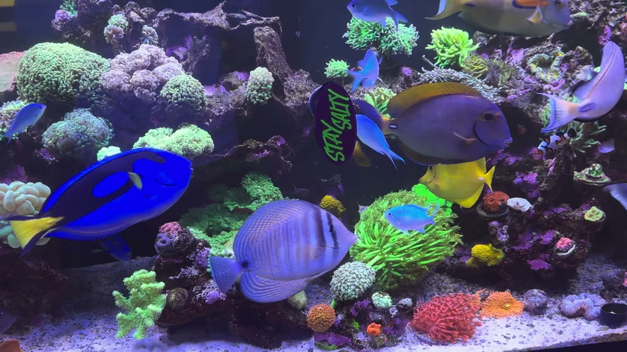 Reefing ain’t for the weak! Let’s get it!