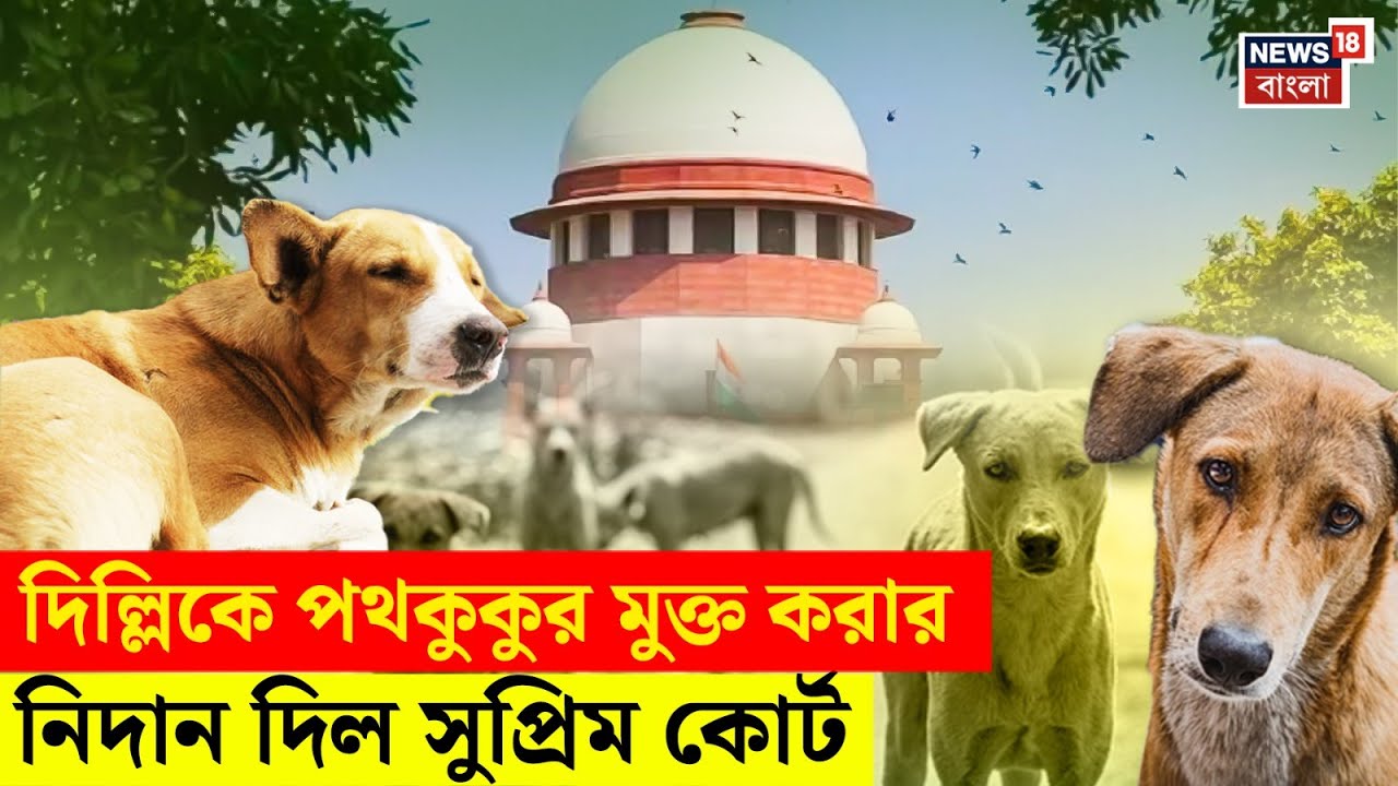 Delhi Stray Dogs : রাস্তায় একটাও কুকুর থাকবে না! পথকুকুর নিয়ে Supreme Court র বড় সিদ্ধান্ত | N18V