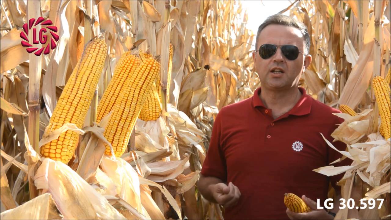 Limagrain Türkiye LG 30.597 BRAND CORN SEEDS - LG 30.597 MISIR ÇEŞİDİ