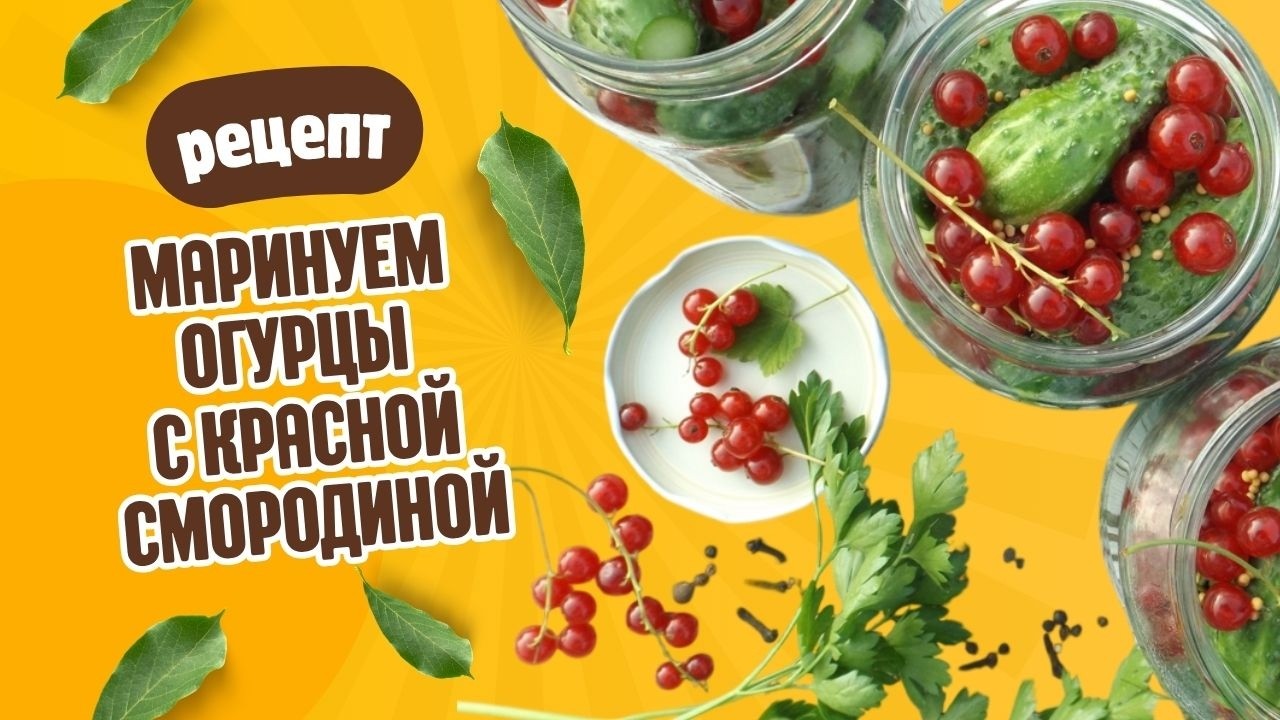 МАРИНУЕМ ОГУРЦЫ С КРАСНОЙ СМОРОДИНОЙ! Простой и вкусный рецепт @ZvezdnayaDacha​