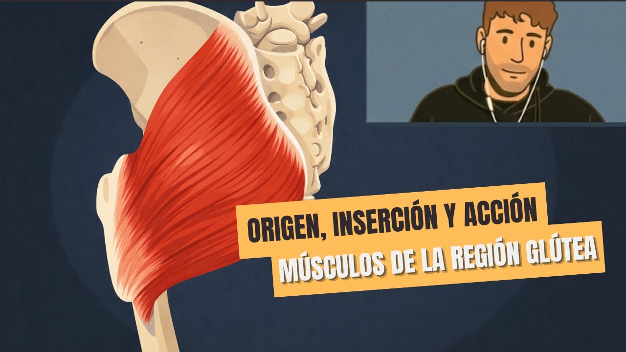 MÚSCULOS DE LA REGIÓN GLÚTEA EN 3D (CADERA). Fácil, Rápidos y Sencillos