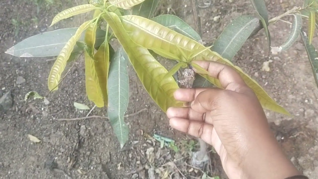 வாங்க தோட்டத்தில் ஒரு visit 🖐️🖐️🖐️🖐️