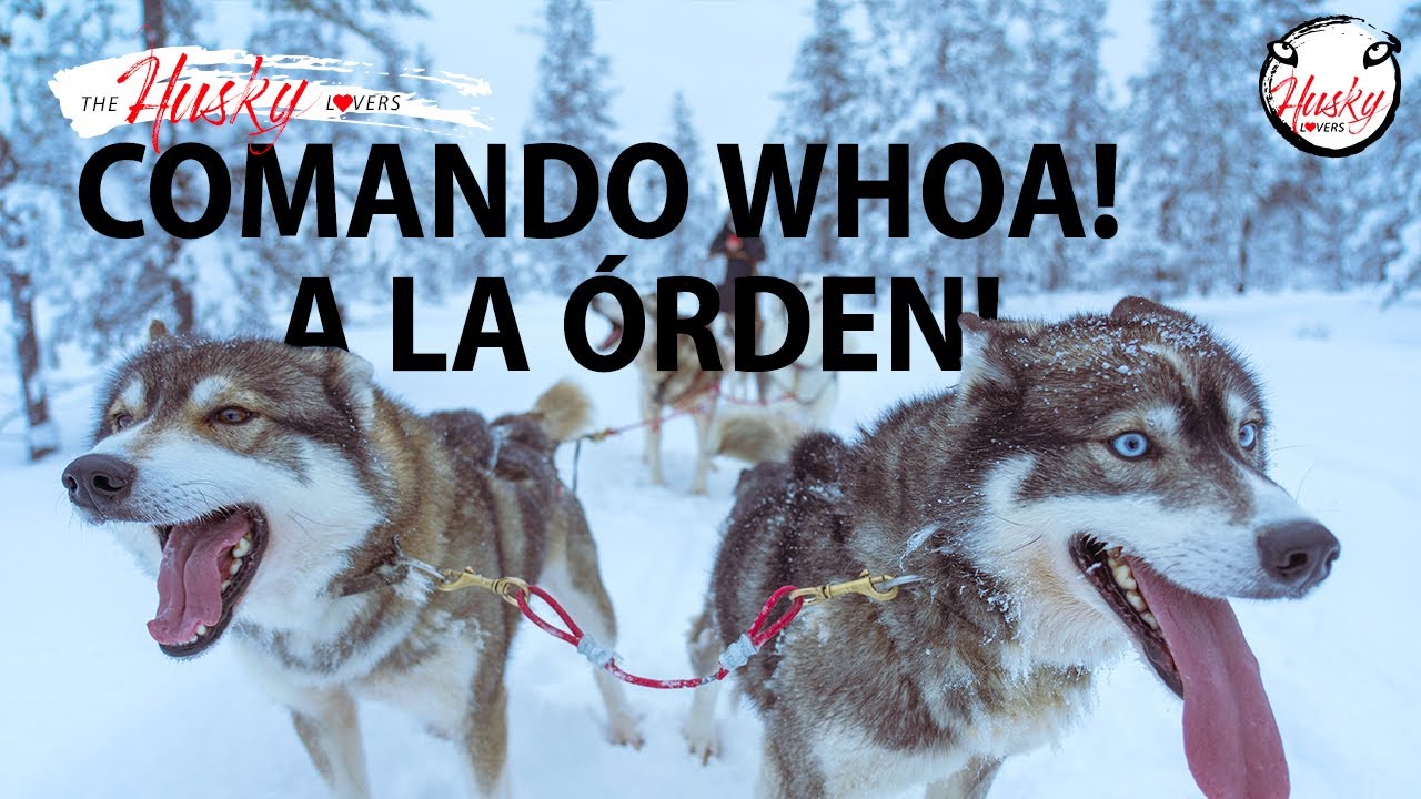 ¡Comando WHOA! para detener a tu perro!