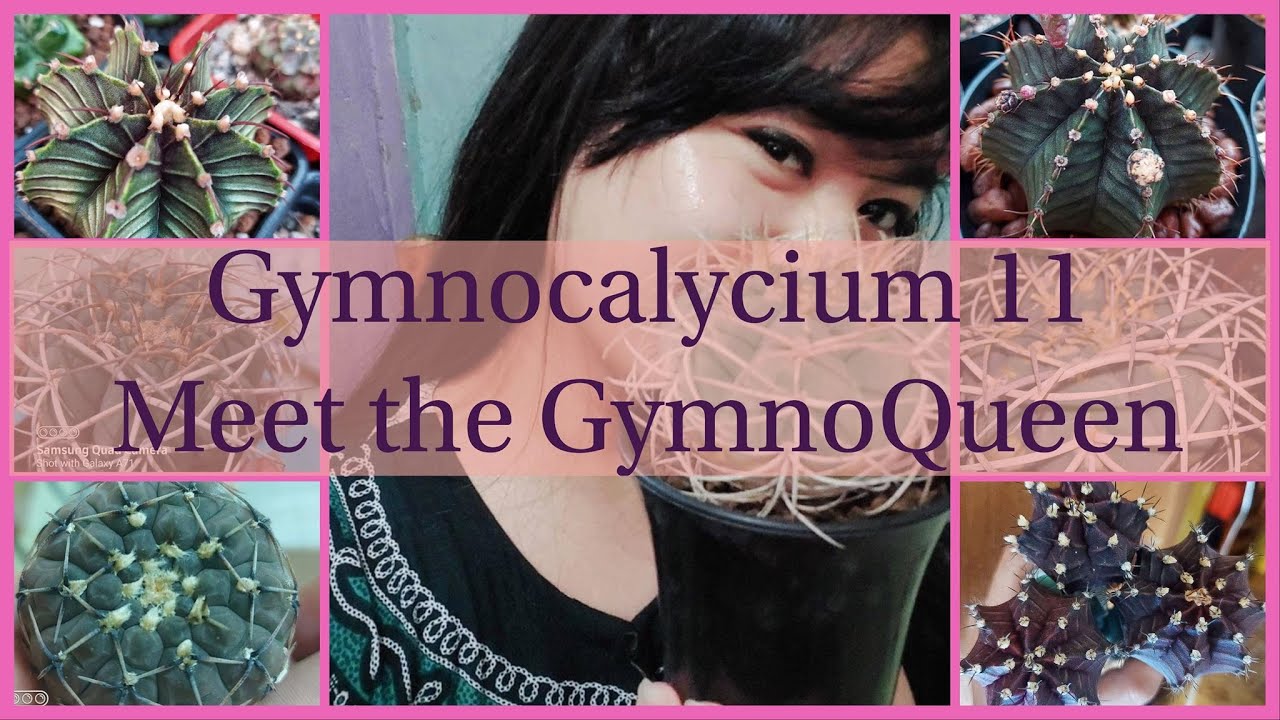 Gymnocalycium 11 - Introducing the GymnoQueen